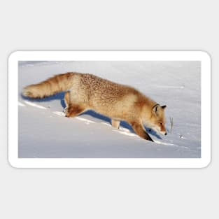 Red fox on a walk Sticker